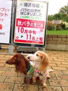 �o�����B