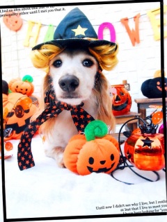 HAPPY HALLOWEEN !