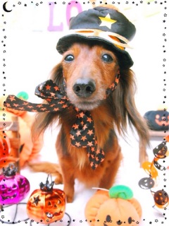 Trick or Treat !!