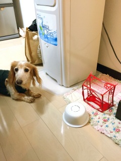 ���[�����c�i�[�[�G�j