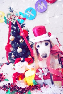 Merry Christmas by Sarry.