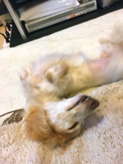 �T���[�����B
