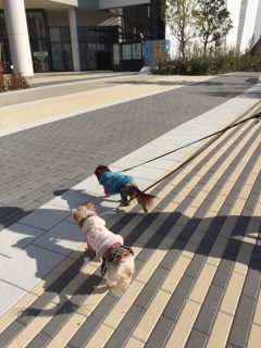 �C�I�������V�s�S�B