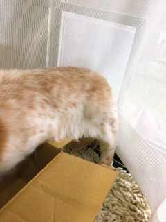 �����ł��i�΁j