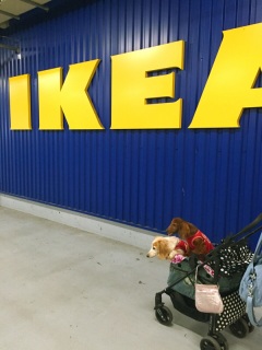 IKEA�Ȃ��B