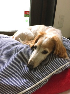 �T���[�����B